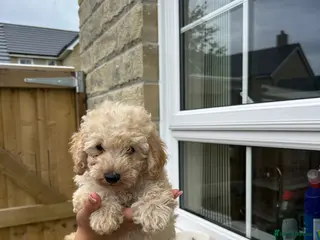 Maltipoo dogs Boy extra mini Asian maltipoo puppy - Advert 7