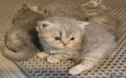 British Longhair cats for sale: HEALTH TESTED BRITISH LONGHAIR MAINE COON BLUE - Image 9