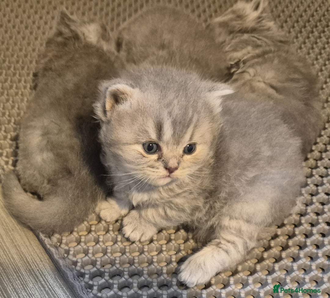 British Longhair cats for sale: HEALTH TESTED BRITISH LONGHAIR MAINE COON BLUE - Image 9