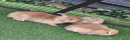 Mini Lop rabbits for sale: Beautiful Mini lops ❤️ - Advert 5
