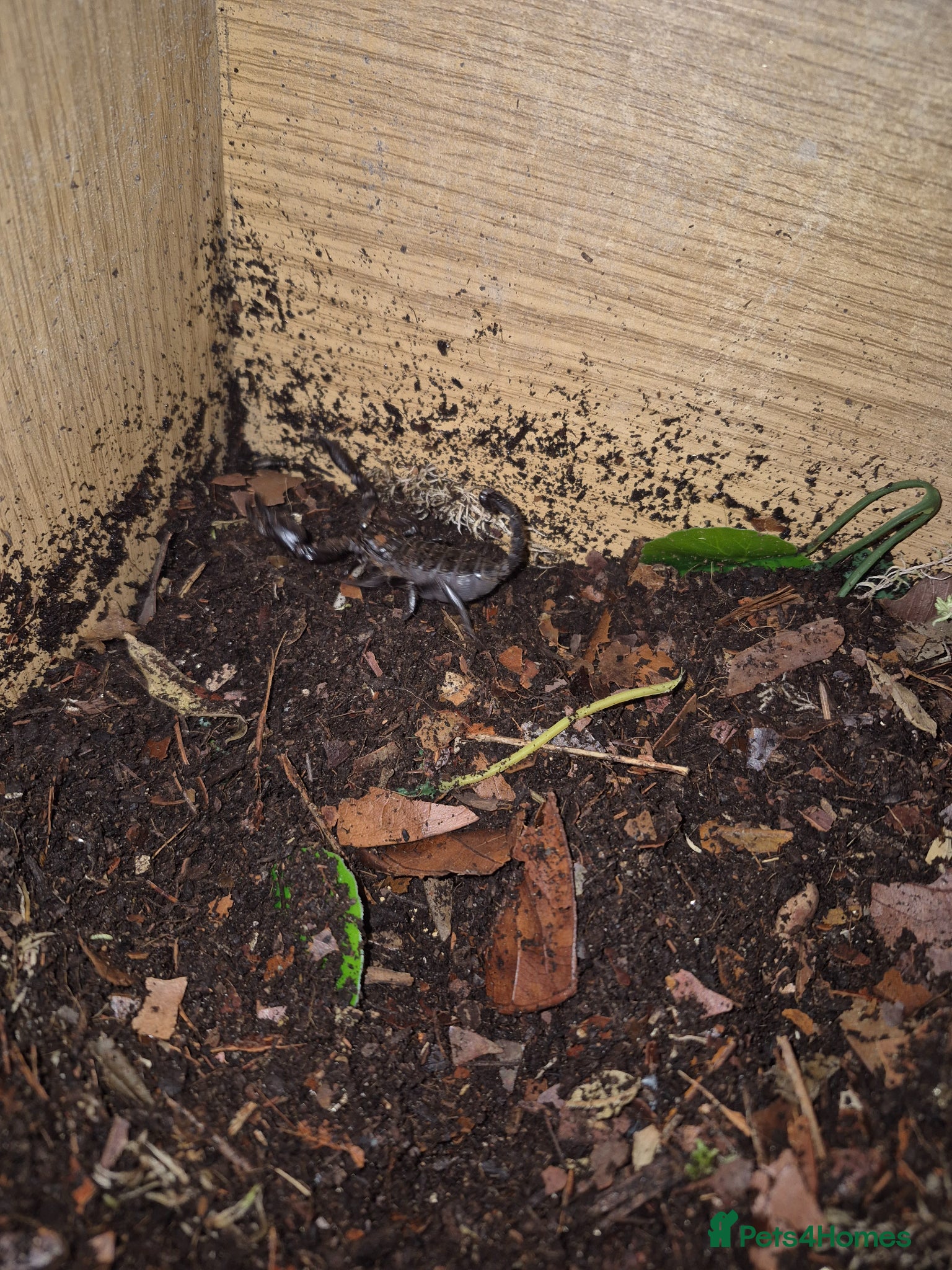 Scorpions invertebrates Asian forest scorpion  - Advert 2