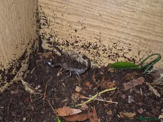 Scorpions invertebrates Asian forest scorpion - Advert 2