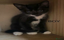 Domestic Shorthair cats for sale: Kittens  - Image 1