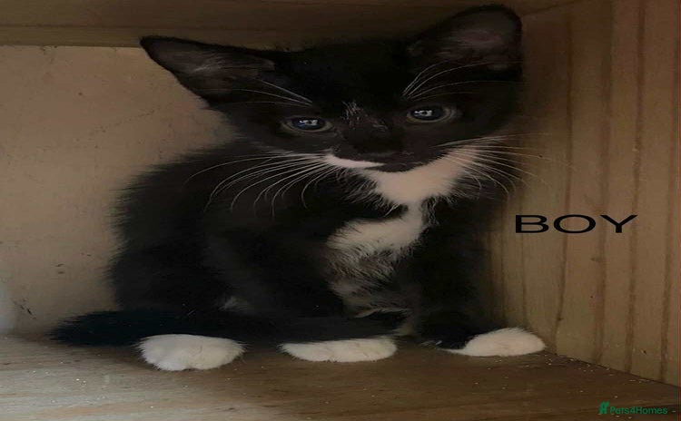 Domestic Shorthair cats - Advert 7