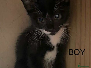 Domestic Shorthair cats - Advert 29