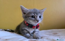Mixed Breed cats for sale: Gorgeous 2 Girls and 3 boys For sale - Image 2