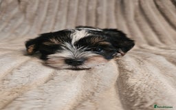 Yorkshire Terrier dogs for sale: Adorable Yorkshire Terrier Biewer Puppies Tricolor - Image 8