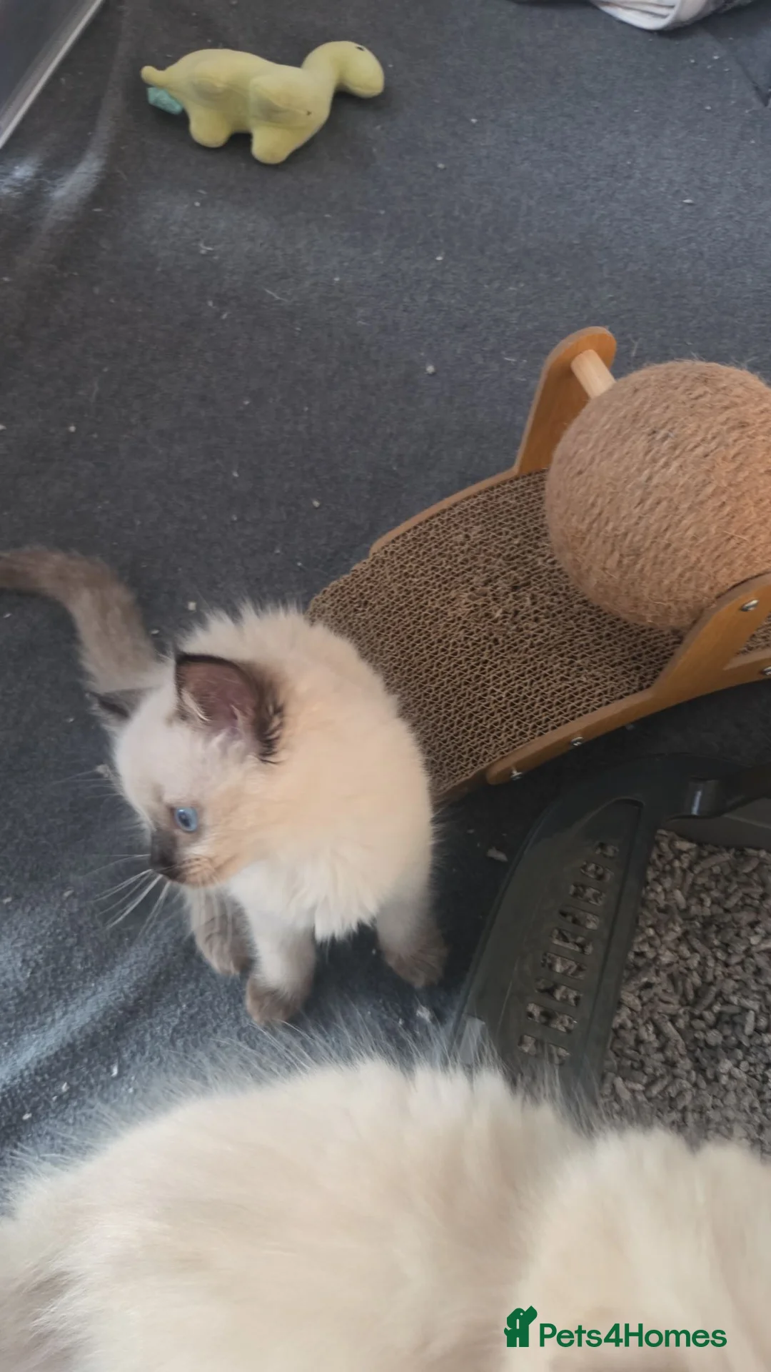 Ragdoll cats for sale: Stunning sealpoint female - Advert 11