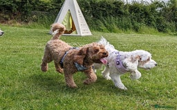 Mixed Breed dogs for sale: Cavapoochon Pups Wait List South Yorkshire - Image 3