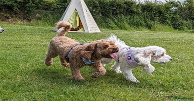 Mixed Breed dogs - Advert 2