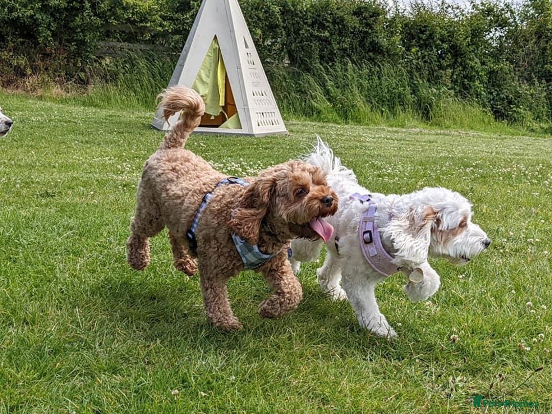 Mixed Breed dogs for sale: Cavapoochon Pups Wait List South Yorkshire - Image 3