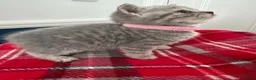 British Shorthair cats for sale: Stunning Grey Stripe Purebred BSH 2 Girls - Advert 5
