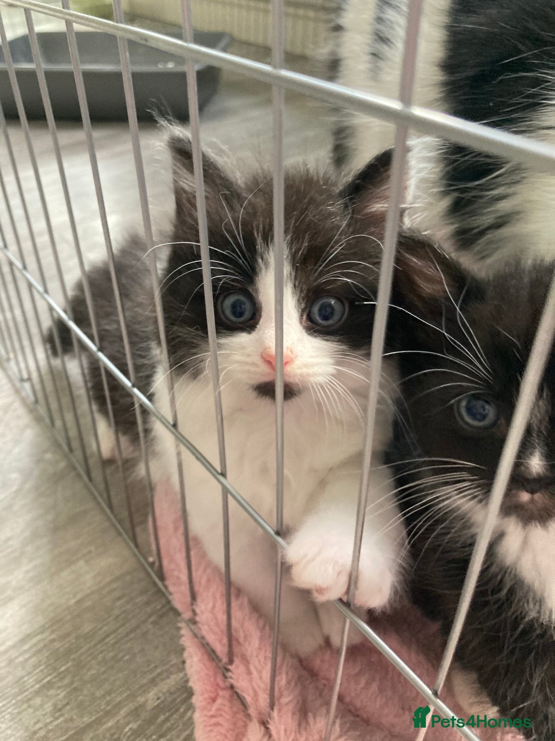 British Longhair cats for sale: Kittens - Image 2