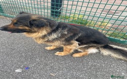 German Shepherd dogs for sale: SHEBA 7 YEAR OLD GERMAN SHEPHERD  - Image 7
