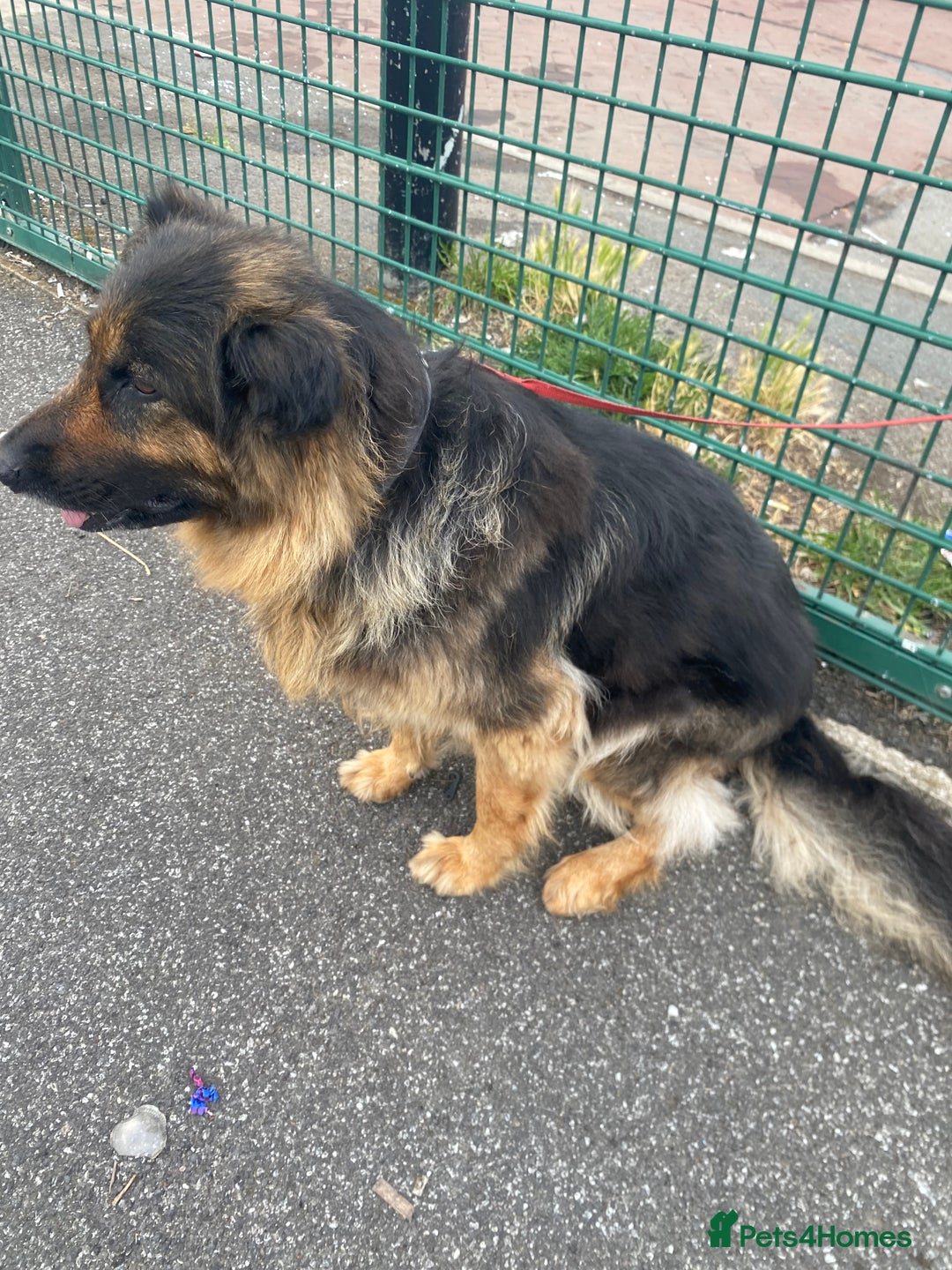 German Shepherd dogs for sale: SHEBA 7 YEAR OLD GERMAN SHEPHERD  - Image 7