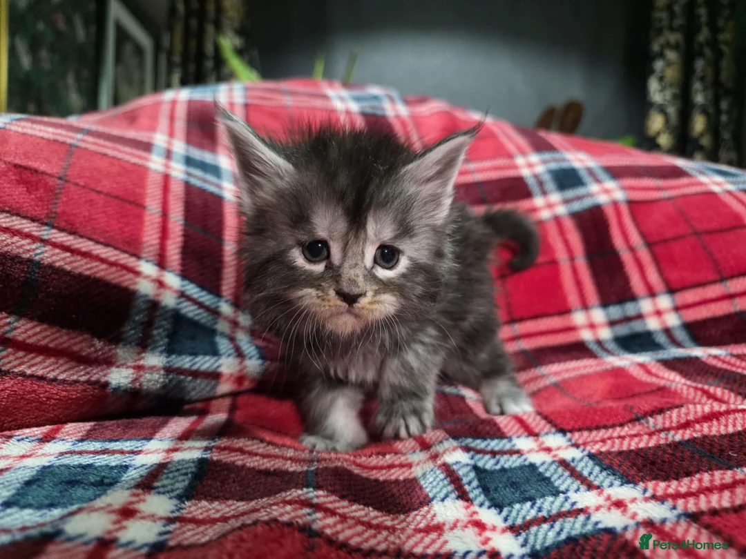 Maine Coon cats for sale: TICA registered Russian lineage Maine coon kittens - Advert 32