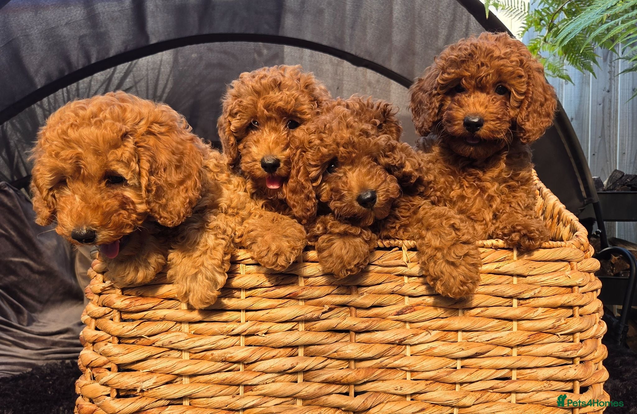 Mixed Breed dogs Miniature red poodles girls - Advert 3