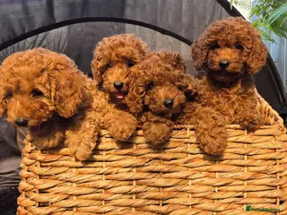 Mixed Breed dogs Miniature red poodles girls - Advert 3