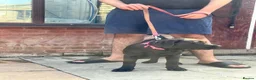 Cane Corso dogs for sale: 1 male 1 female cane  in Romford - Advert 28