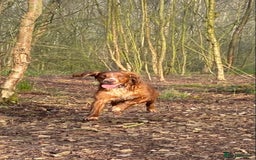 Cocker Spaniel dogs for sale: Beautiful KC Registered Working Cocker Spaniels  - Image 8