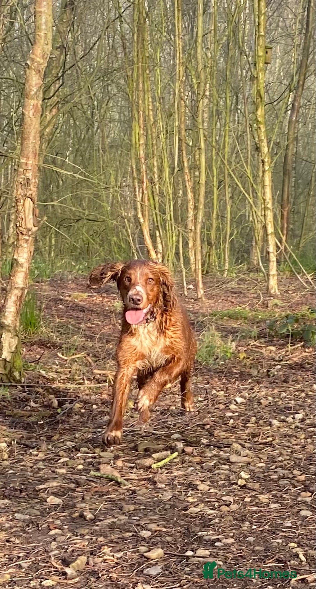 Cocker Spaniel dogs for sale: Beautiful KC Registered Working Cocker Spaniels  - Image 8