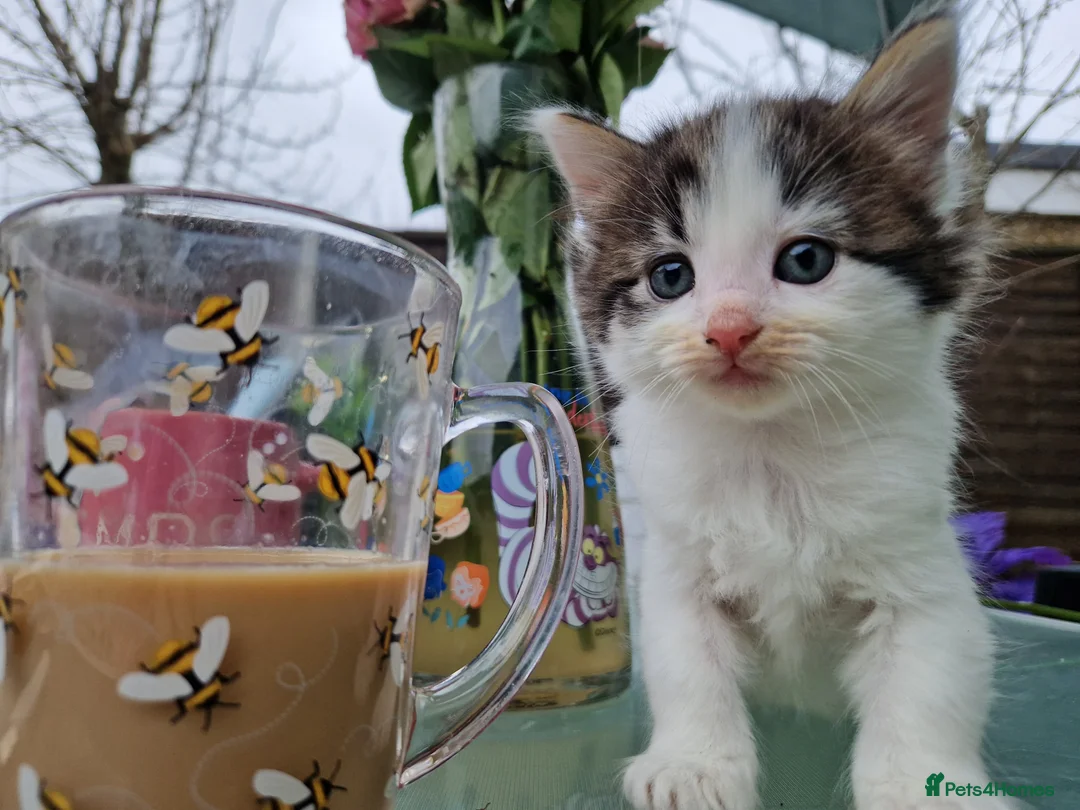 Maine Coon cats for sale: 🌼🌸BeAuTiFuL ☆😻♡ fluff¥ kiTt3n$🌻🌹  - Advert 4