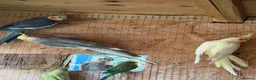 Cockatiels birds for sale: Cockatiel bonded/breeder pairs - Advert 8