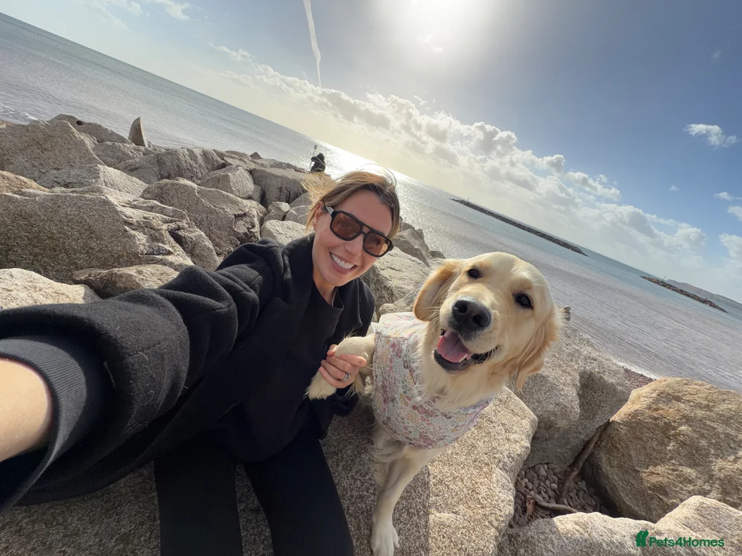 Golden Retriever dogs for sale: Clemmie Dog 🩷 - Advert 2