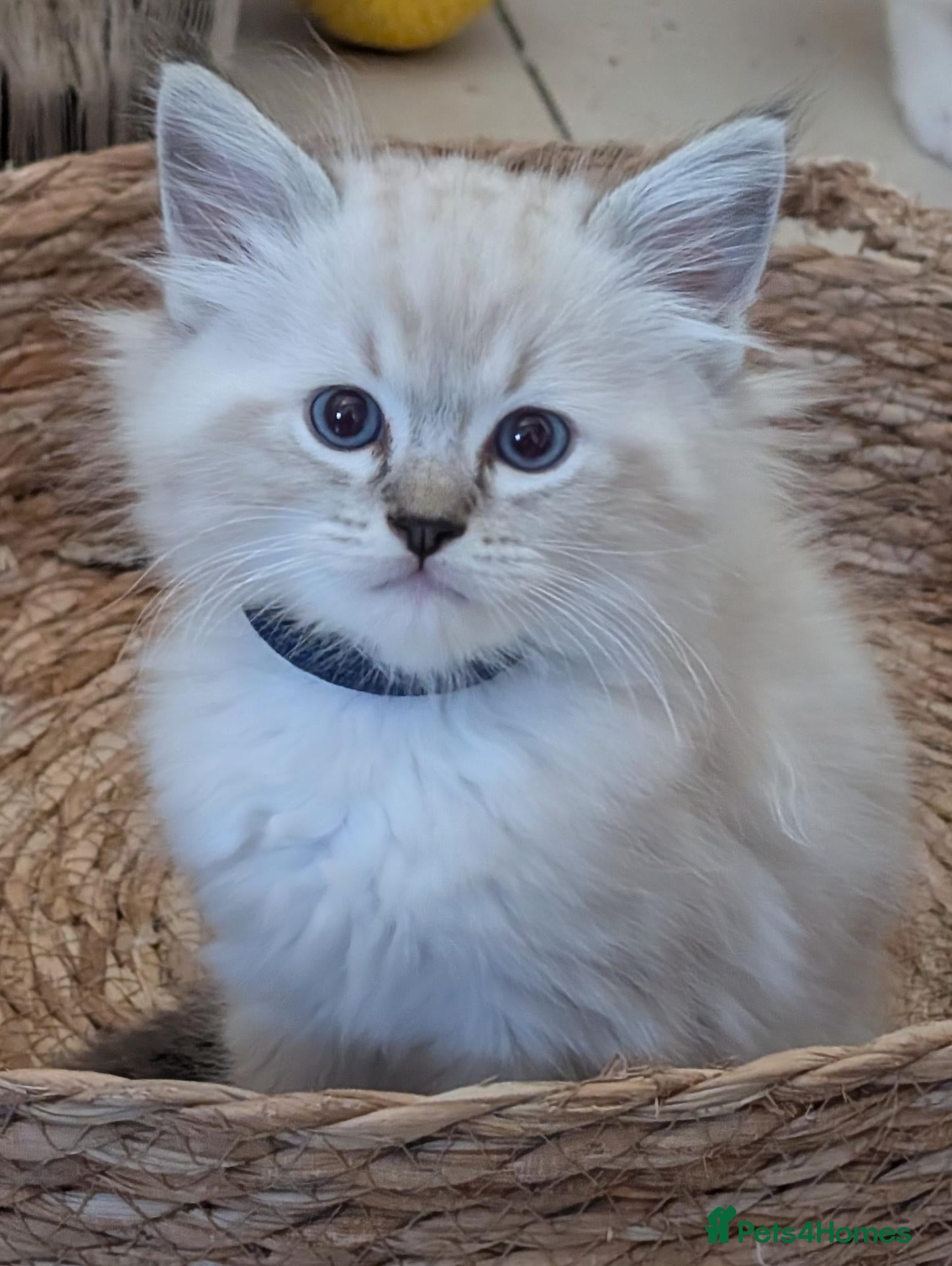 Ragdoll cats Registered ragdoll kittens by grand champion - Advert 2