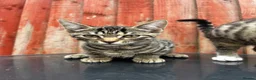 Mixed Breed cats for sale: Stunning tabby kittens - Advert 2