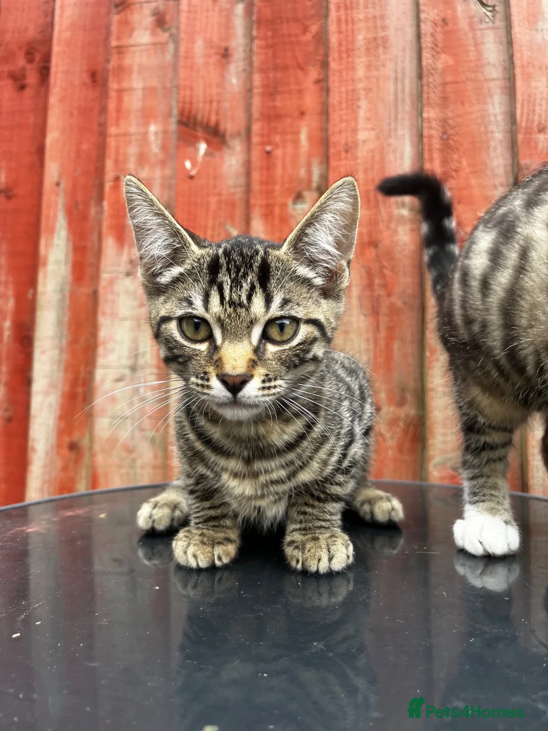 Mixed Breed cats for sale: Stunning tabby kittens - Advert 2
