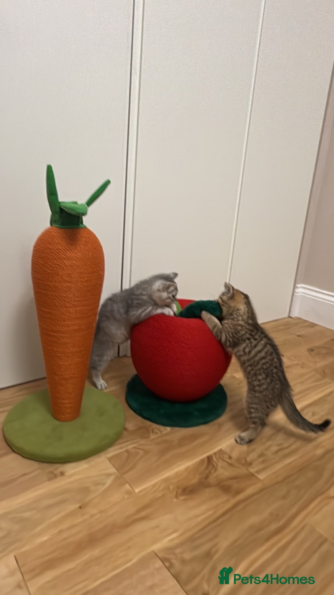 British Shorthair cats British shorthair chinchillas - Advert 1