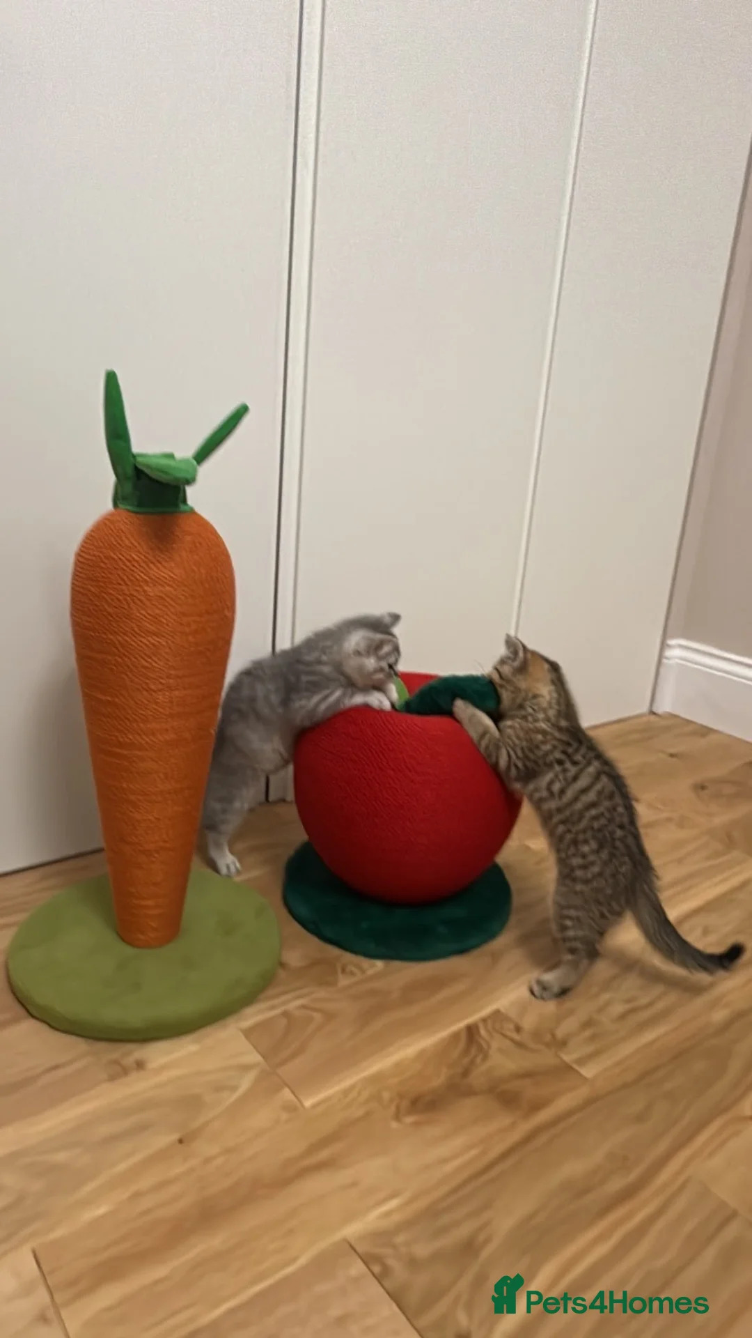 British Shorthair cats for sale: British shorthair chinchillas - Advert 1