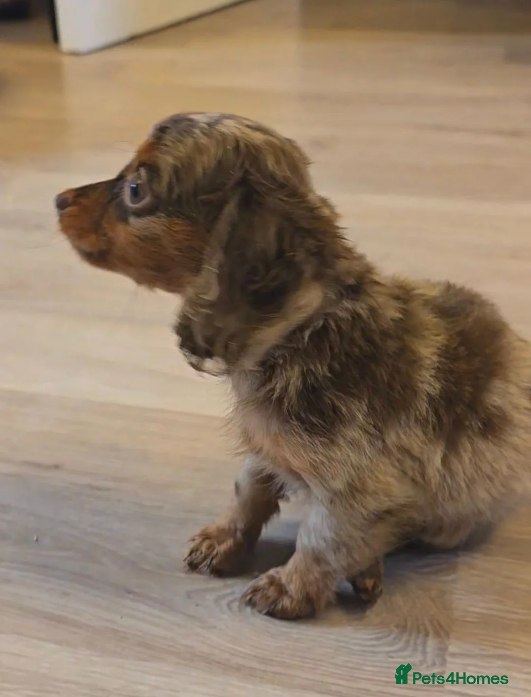 Miniature Dachshund dogs for sale: REDUCED last boy longhair  - Advert 2