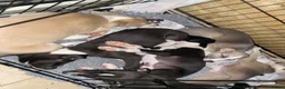 Whippet dogs for sale: KC Registered Pedigree Whippet Puppies for Sale in Salisbury - Advert 15