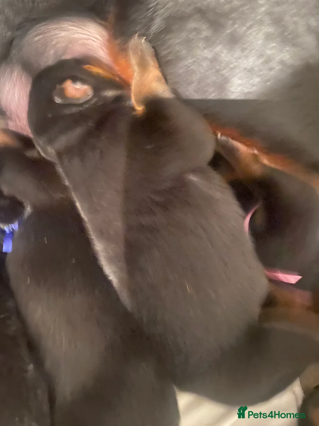 Rottweiler dogs for sale: Germany and America Rottweiler mix - Advert 14