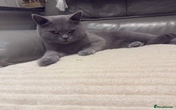 British Shorthair cats for sale: British shorthair Female  - Image 8