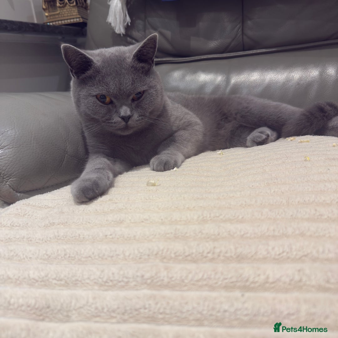 British Shorthair cats for sale: British shorthair Female  - Image 8