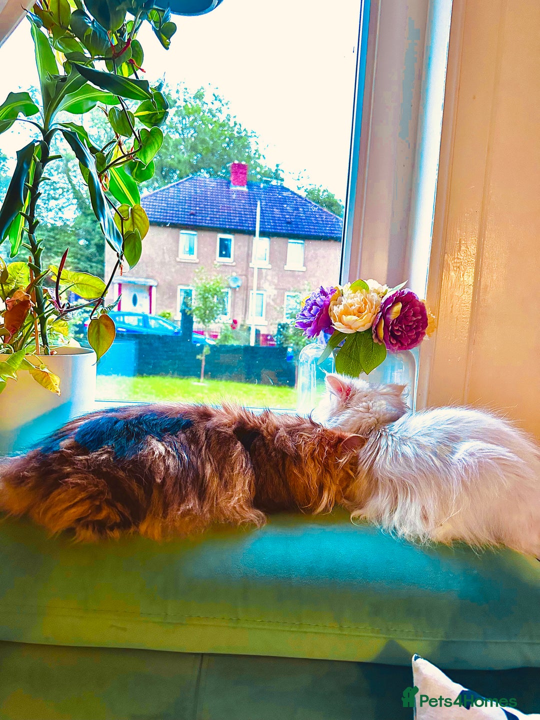 Persian cats for sale: Persian chinchilla cats - Advert 8