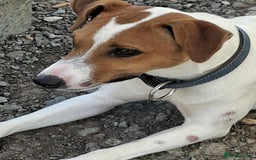 Mixed Breed dogs for adoption: Little Reggie wants to go home  - Image 6