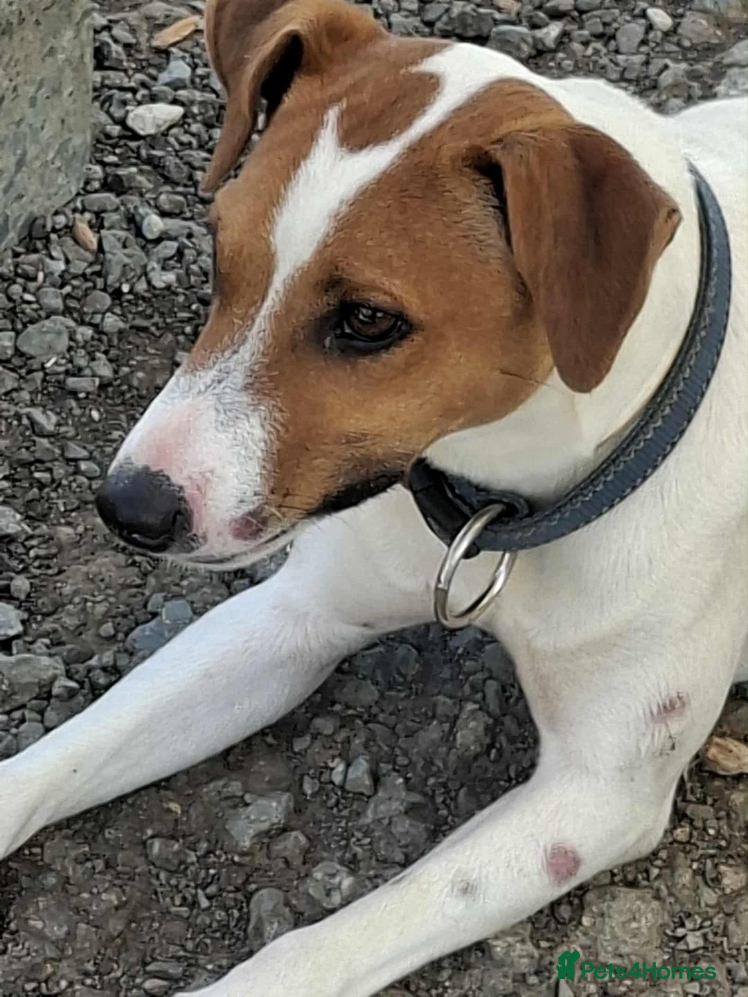 Mixed Breed dogs for adoption: Little Reggie wants to go home  - Image 6