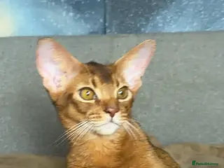 Abyssinian cats Gorgeous Abyssinian Sorrel girl Brisa - Advert 14