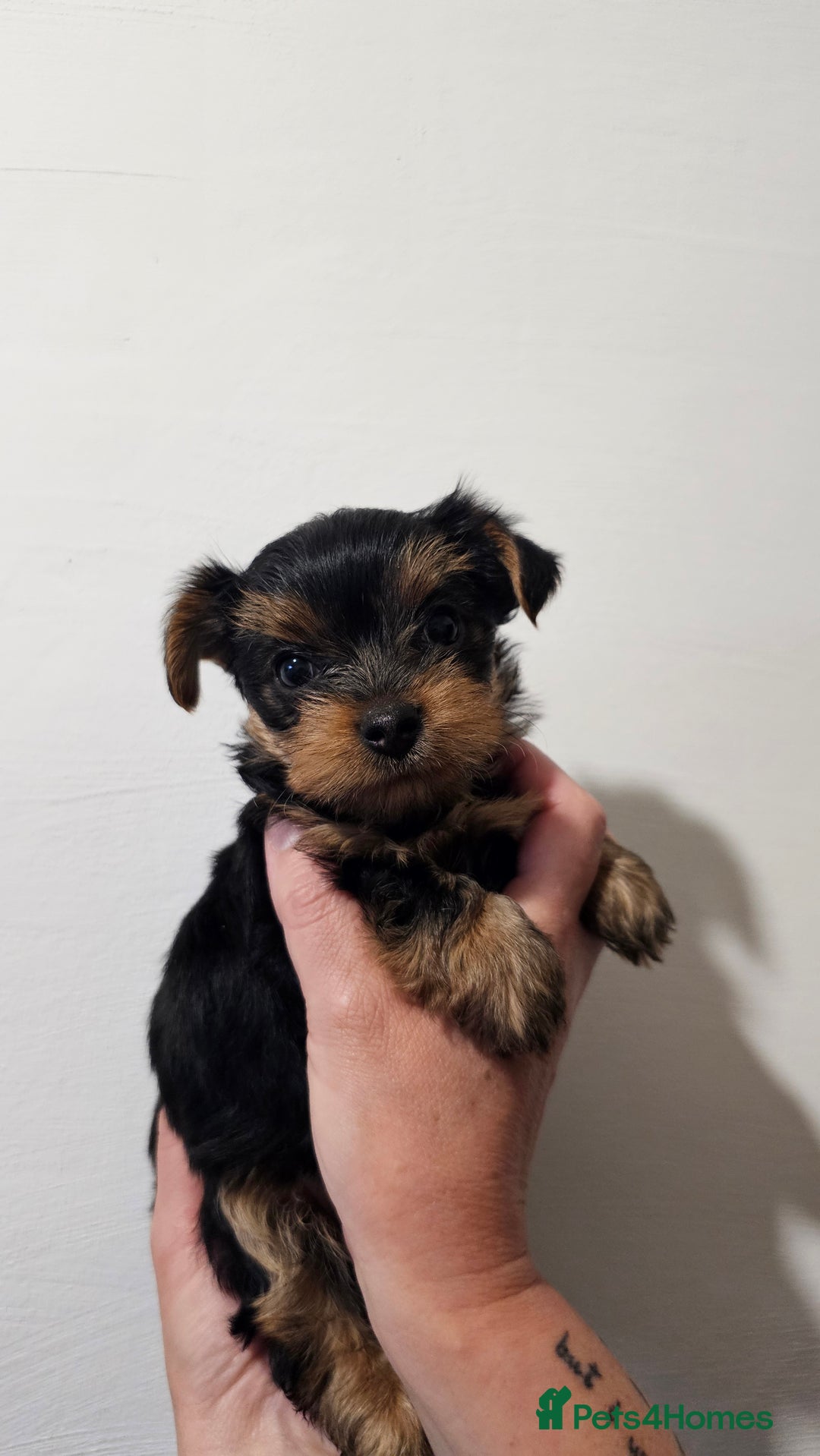 Yorkshire Terrier dogs for sale: 1 Male , Miniature Yorkshire  in Manchester - Image 10