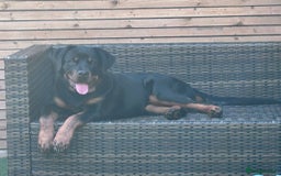 Rottweiler dogs for sale: Rottweiler puppy for sale (8mths) - Image 5