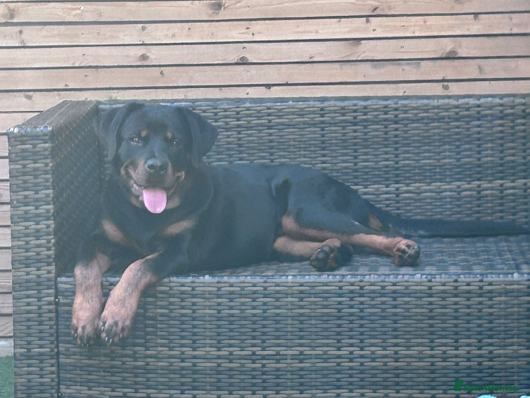 Rottweiler dogs for sale: Rottweiler puppy for sale (8mths) - Image 5