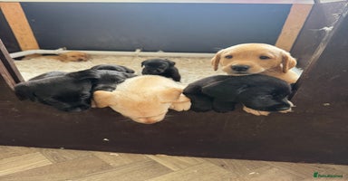 Labrador Retriever dogs - Advert 4