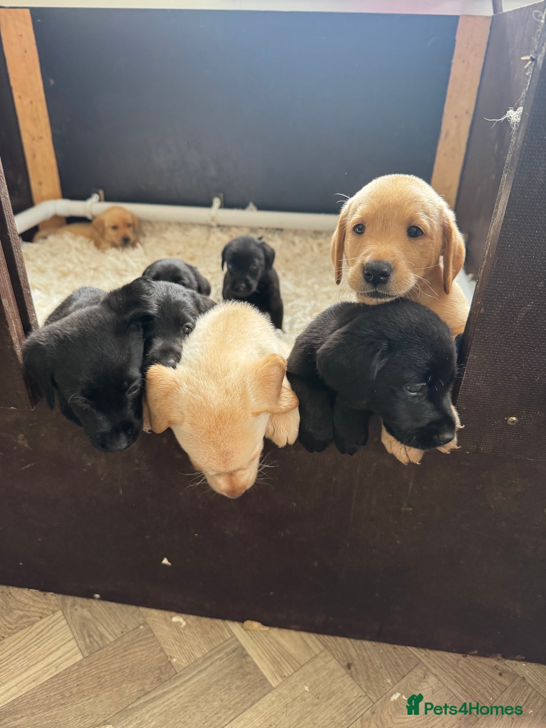 Labrador Retriever dogs for sale: Well bred Labrador puppies - Image 3