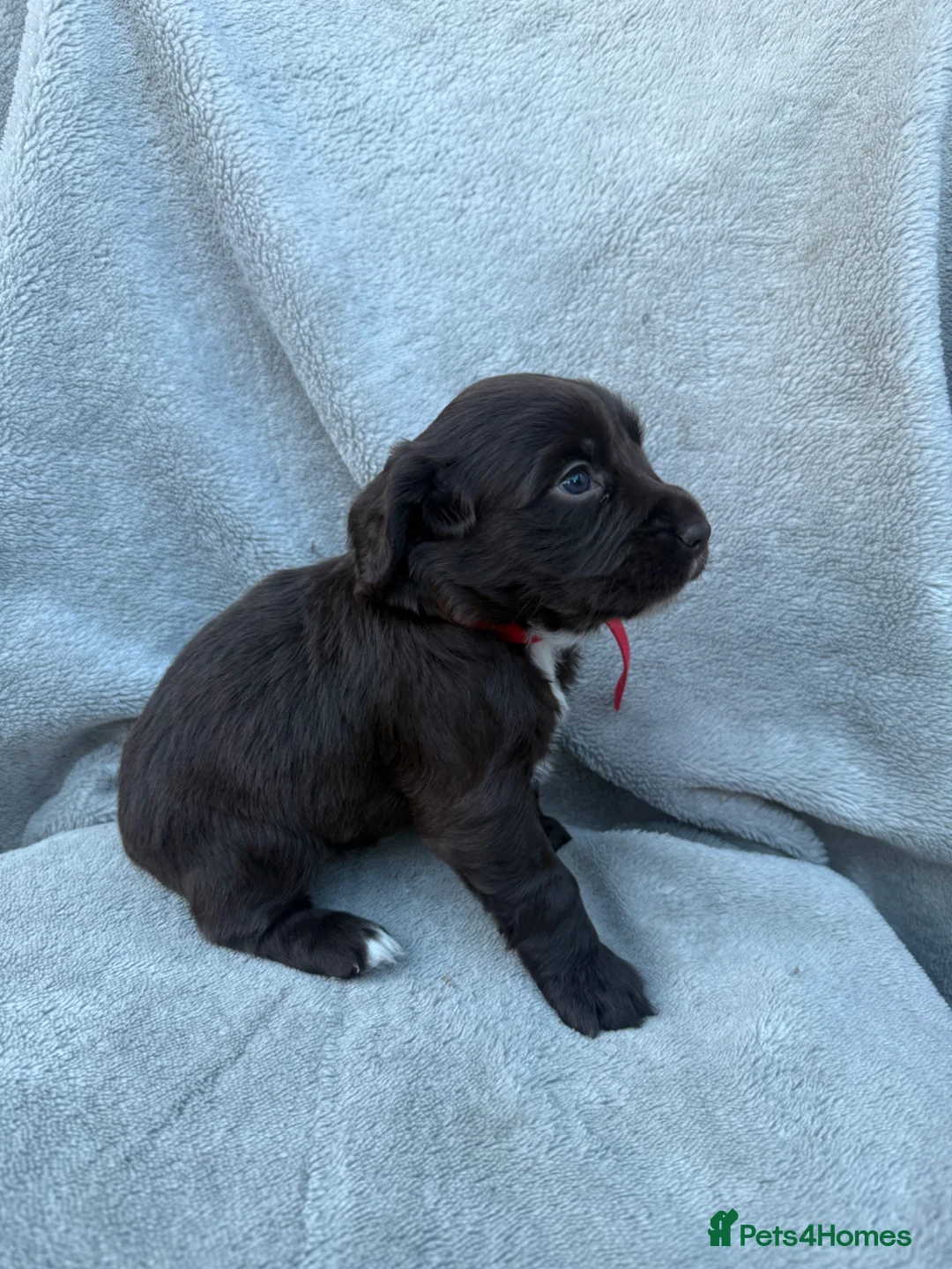 Cocker Spaniel dogs for sale: Beautiful spaniels  - Advert 2