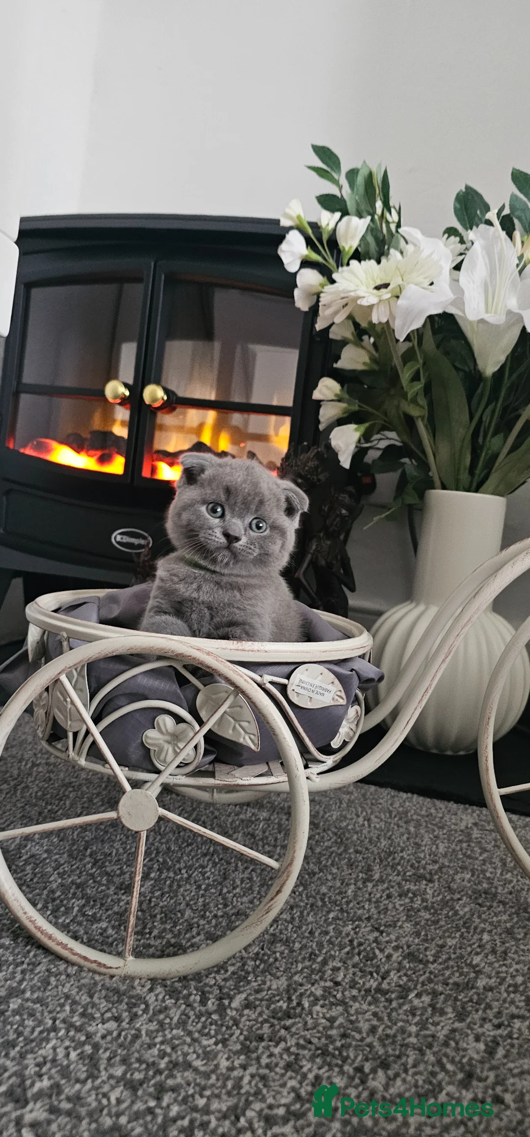Scottish Fold cats for sale: 3 Beautiful Scottish Fold And Straight Ear Kittens - Advert 14
