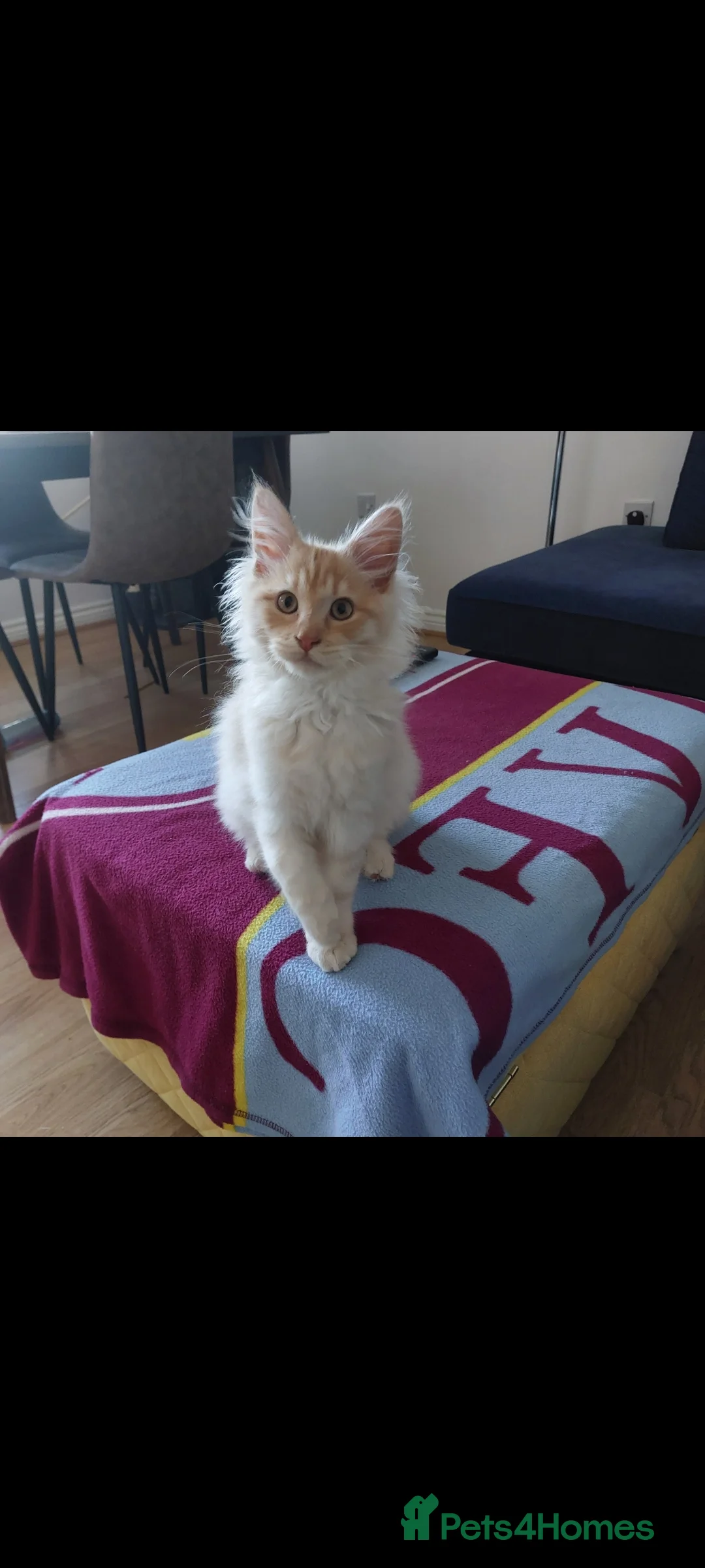 Maine Coon cats for sale: Maine coon kitten - Advert 4